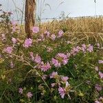 Malva alceaFlower