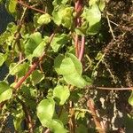 Anredera cordifolia Blad