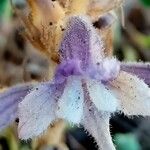 Orobanche rosmarina Bloem