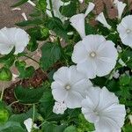 Malva trimestris Характер