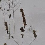 Pedicularis bracteosa Blatt