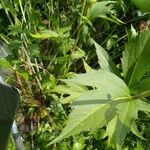 Rudbeckia nitida Hoja
