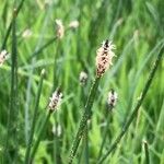 Eleocharis palustrisΛουλούδι