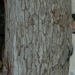 Heliotropium arboreum 樹皮