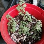 Crassula expansa ഇല