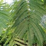 Albizia julibrissin Leht