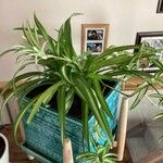 Chlorophytum comosumBlad