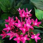 Pentas lanceolataFleur