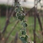 Fallopia convolvulus Blomst