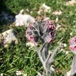 Cynoglossum magellense Blomma