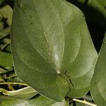 Dioscorea alata ഇല