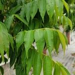 Toxicodendron succedaneum Leaf