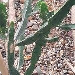 Euphorbia triangularis Leaf