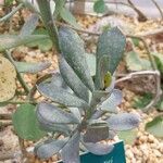 Senecio decaryi Hoja