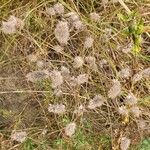 Trifolium arvense Fruit