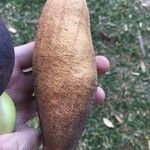 Castanospermum australe Плод