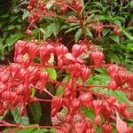 Clerodendrum japonicum Flower