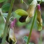 Vicia melanops Fruit