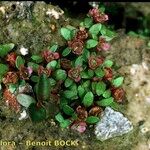 Elatine hexandra Other