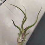 Tillandsia paucifolia Frunză