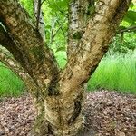Betula medwediewii Corteza