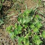 Alchemilla acutiloba Lapas