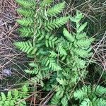 Dryopteris cristata पत्ता