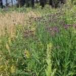 Verbena incompta Celota