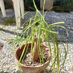 Beaucarnea recurvata ᱥᱟᱠᱟᱢ