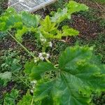 Malva verticillata Folha