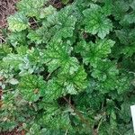 Tellima grandiflora Leaf