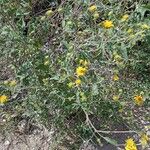 Viguiera dentata Habit