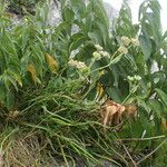 Bupleurum angulosum Hábito