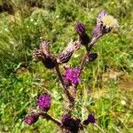 Cirsium palustre Flower