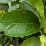Citrus × latifolia Leaf