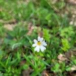 Moehringia ciliata Flower