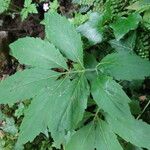 Cardamine heptaphylla ഇല