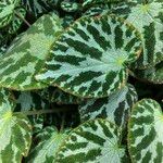 Begonia imperialis Habit