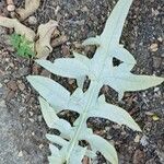 Echinops bannaticus ഇല