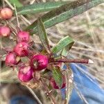 Eremophila debilis Fruit