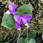 Polygaloides paucifolia Flower