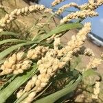 Panicum racemosum Fruit