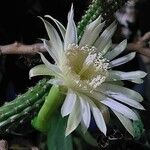 Praecereus euchlorus Λουλούδι