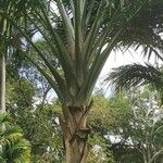 Metroxylon vitiense Habit