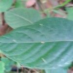 Cyanthillium cinereum Leaf