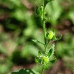 Lappula squarrosa Fruit