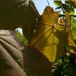 Acer pictum Leaf