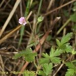 Geranium divaricatum Beste bat