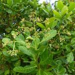 Anacardium occidentale Blad