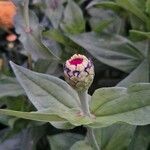 Zinnia elegansЦветок